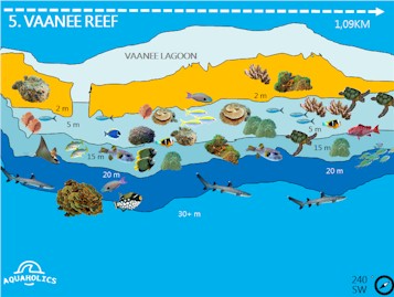 Vaanee Reef